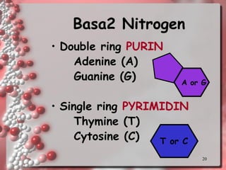 20 
Basa2 Nitrogen 
•Double ring PURIN 
Adenine (A) 
Guanine (G) 
•Single ring PYRIMIDIN 
Thymine (T) 
Cytosine (C) 
T or CA or G  