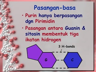 Pasangan-basa 
•Purin hanya berpasangan dgnPirimidin 
•Pasangan antara Guanin & sitosinmembentuk tiga ikatan hidrogen 
C 
G 
3 H-bonds  