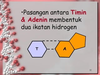 22TA 
•Pasangan antara Timin & Adeninmembentuk dua ikatan hidrogen  