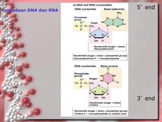 5’end3’end 
Perbedaan DNA dan RNA  