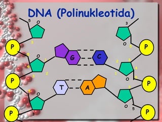 25DNA (Polinukleotida) 
P 
PPOOO 
1 
23 
4 
5 
5 
3 
35PPPO 
O 
O1 
2 
3 
4 
5 
5 
3 
53G 
CTA  