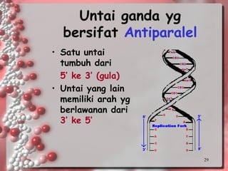 29 
UntaigandaygbersifatAntiparalel 
•Satu untai tumbuh dari 
5’ ke 3’ (gula) 
•Untai yang lain memiliki arah yg berlawanan dari 3’ ke 5’  