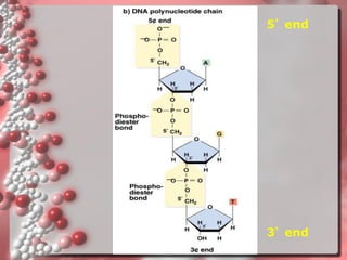 5’end 
3’end  