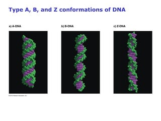 Type A, B, and Z conformations of DNA  