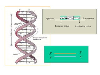 5’ 5’ 
3’ 
3’ exonexon 
intron 
upstream 
downstreamInitiation codon 
termination codon  