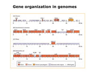 Gene organization in genomes  