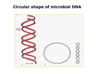 Circular shape of microbial DNA  
