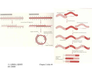 台大農藝系遺傳學 601 20000 
Chapter 2 slide 44  