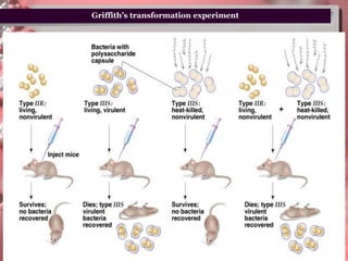 台大農藝系遺傳學 601 20000 
Chapter 2 slide 5Peter J. Russell, iGenetics: Copyright © Pearson Education, Inc., publishing as Benjamin Cummings. 
Griffith’s transformation experiment  