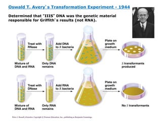 Peter J. Russell, iGenetics: Copyright © Pearson Education, Inc., publishing as Benjamin Cummings. Oswald T. Avery’s Transformation Experiment -1944Determined that “IIIS”DNA was the genetic material responsible for Griffith’s results (not RNA).  