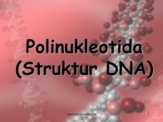 1 
Polinukleotida(StrukturDNA) 
copyright cmassengale  