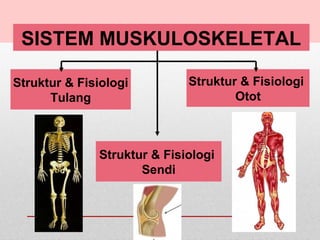 SISTEM MUSKULOSKELETAL
Struktur & Fisiologi
Tulang
Struktur & Fisiologi
Otot
Struktur & Fisiologi
Sendi
 