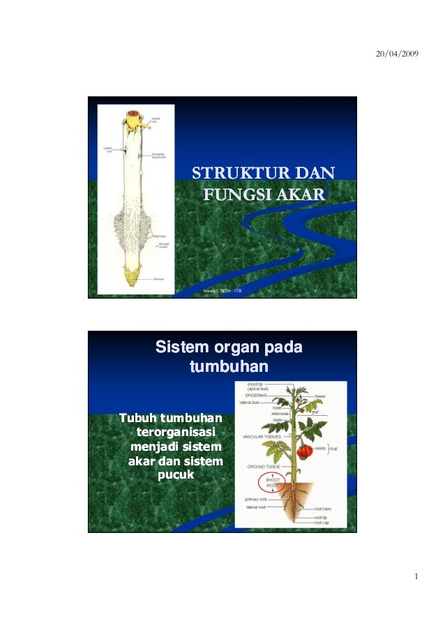 Struktur fungsi dan perkembangan akar 