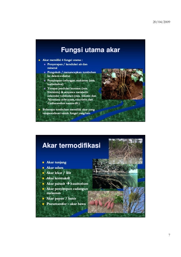 Struktur fungsi dan perkembangan akar 