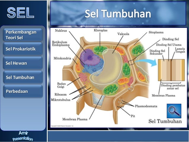 Struktur fungsi dan  teori sel  incomplete 