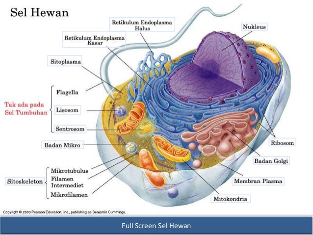 Struktur Dan  Fungsi Sel  Pada Hewan  Berbagai Struktur