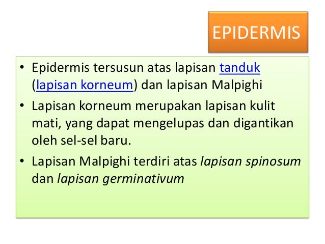 Struktur Fungsi Histologi Sistem Integumen