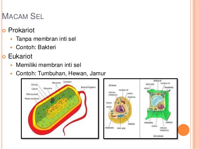 Struktur Dan Fungsi Organel Sel