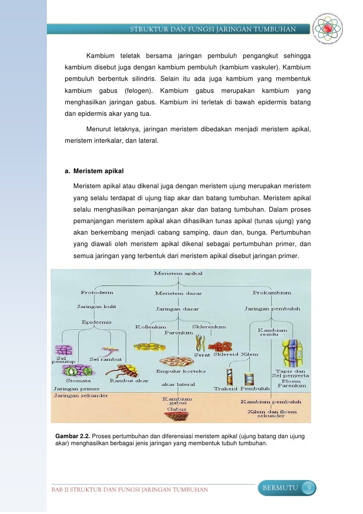 Struktur Fungsi Tumbuhan Smp
