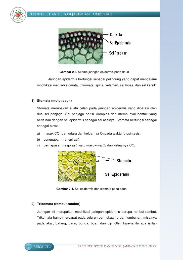 Struktur fungsi  tumbuhan  SMP