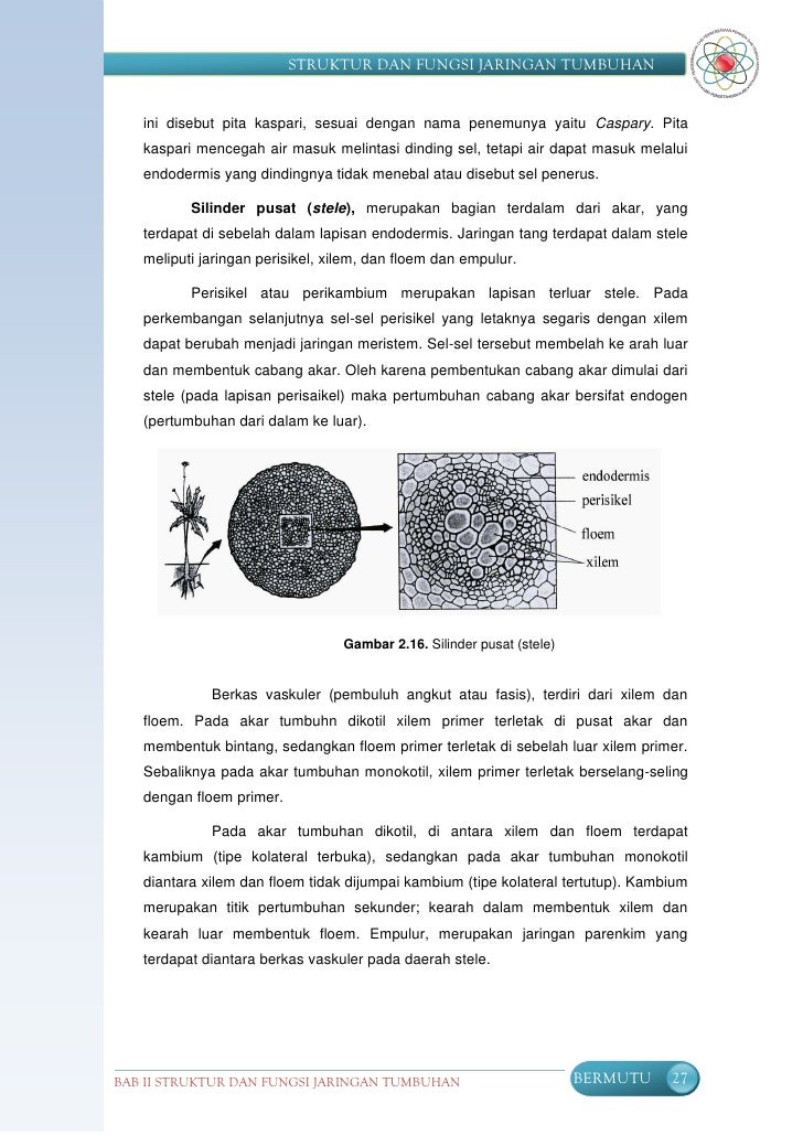 Struktur fungsi tumbuhan SMP