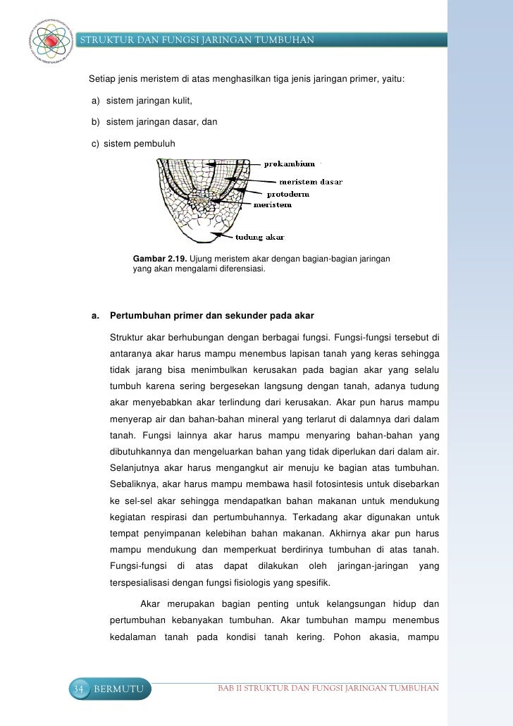 Struktur Fungsi Tumbuhan Smp