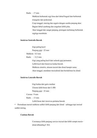 Radix : 17 mm
Mahkota berbentuk segi lima dari labial/lingual dan berbentuk
triangular dari proksimal.
Cusp tunggal, runcing dan segaris dengan sumbu panjang akar.
Bagian labial cembung dan singulum lebih jelas.
Akar tunggal dan sangat panjang, potongan melintang berbentuk
segitiga membulat.
Insisivus Sentralis Bawah
Gigi paling kecil
Panjang gigi : 22 mm
Mahkota : 9,5 mm
Radix : 12,5 mm
Gigi yang paling kecil dari seluruh gigi permanen.
Lebih kecil dari Insisivus kedua bawah.
Mahkota simetris, ukuran mesial dan distal hampir sama.
Akar tunggal, mendatar mesiodistal dan berinklinasi ke distal.
Insisivus Lateralis Bawah
Gigi kedua dari garis median
Ukuran lebih besar dari I1 RB
Panjang gigi : 22 mm
Corona : 9 mm
Radix : 13 mm
Lebih besar dari insisivus pertama bawah.
• Permukaan mesial mahkota sedikit lebih panjang dari distal sehingga tepi inisisal
sedikit miring.
Caninus Bawah
Coronanya lebih panjang cervico-incisal dan lebih sempit mesio-
distal dibanding C RA
 