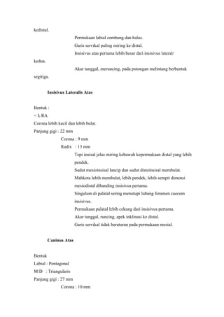 kedistal.
Permukaan labial cembung dan halus.
Garis servikal paling miring ke distal.
Insisivus atas pertama lebih besar dari insisivus lateral/
kedua.
Akar tunggal, meruncing, pada potongan melintang berbentuk
segitiga.
Insisivus Lateralis Atas
Bentuk :
= I1 RA
Corona lebih kecil dan lebih bulat.
Panjang gigi : 22 mm
Corona : 9 mm
Radix : 13 mm
Tepi insisal jelas miring kebawah kepermukaan distal yang lebih
pendek.
Sudut mesioinsisal lancip dan sudut distoinsisal membulat.
Mahkota lebih membulat, lebih pendek, lebih sempit dimensi
mesiodistal dibanding insisivus pertama.
Singulum di palatal sering menutupi lubang foramen caecum
insisivus.
Permukaan palatal lebih cekung dari insisivus pertama.
Akar tunggal, runcing, apek inklinasi ke distal.
Garis servikal tidak beraturan pada permukaan mesial.
Caninus Atas
Bentuk
Labial : Pentagonal
M/D : Triangularis
Panjang gigi : 27 mm
Corona : 10 mm
 