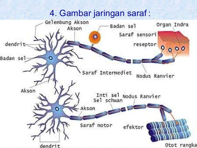 Gambar Struktur Jaringan  Hewan  Gambar Saraf  di Rebanas 