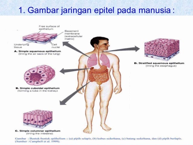 Struktur jaringan  hewan 