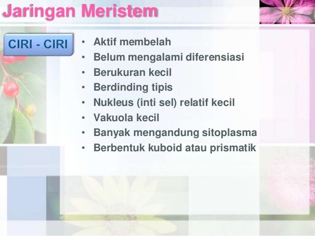Struktur Jaringan Pada Tumbuhan Jaringan Meristem