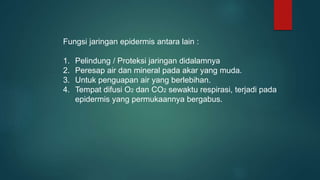 Fungsi jaringan epidermis antara lain :
1. Pelindung / Proteksi jaringan didalamnya
2. Peresap air dan mineral pada akar yang muda.
3. Untuk penguapan air yang berlebihan.
4. Tempat difusi O2 dan CO2 sewaktu respirasi, terjadi pada
epidermis yang permukaannya bergabus.
 