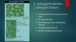 2. JaringanParenkim
( Jaringan Dasar )
 Terdapat pada akar, batang, daun dan
buah
 Sel hidup dan aktif
 Berdinding tipis, bulat, persegi atau
panjang
 Terdapat ruang antar sel
 Banyak mengandung kloroplas.
 