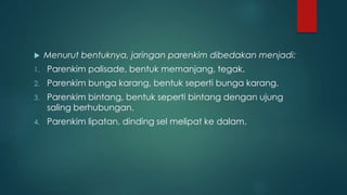  Menurut bentuknya, jaringan parenkim dibedakan menjadi:
1. Parenkim palisade, bentuk memanjang, tegak.
2. Parenkim bunga karang, bentuk seperti bunga karang.
3. Parenkim bintang, bentuk seperti bintang dengan ujung
saling berhubungan.
4. Parenkim lipatan, dinding sel melipat ke dalam.
 