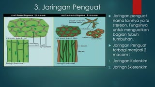 3. Jaringan Penguat
 Jaringan penguat
nama lainnya yaitu
stereon. Fungsinya
untuk menguatkan
bagian tubuh
tumbuhan.
 Jaringan Penguat
terbagi menjadi 2
macam :
1. Jaringan Kolenkim
2. Jaringn Sklerenkim
 