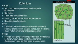 Kolenkim
Ciri-ciri :
 Sel bulat karena penebalan selulosa pada
dindingnya
 Sel hidup
 Tidak ada ruang antar sel
 Dinding sel terdiri dari selulosa dan pectin.
 Kolenkim bersifat plastis
Letak :
 Kolenkim umumnya terletak di bawah epidermis
batang, tangkai daun, tangkai bunga, dan ibu tulang
daun. Kolenkim jarang terdapat pada akar.
Fungsi :
 sebagai jaringan penyokong pada organ muda yang
sedang tumbuh, pada tumbuhan menerna
(herbaceous), dan bahkan pada organ dewasa.
 