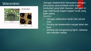 Sklerenkim Jaringan skelerenkim merupakan jaringan
penunjang yang terdapat pada organ
tumbuhan yang telah dewasa. Jaringan ini
juga melindungi bagian-bagian lunak yang
lebih dalam.
Ciri-Ciri :
• Jaringan sklerenkim terdiri dari sel-sel
mati.
• Dinding sel skelerenkim sangat tebal dan
kuat.
• Dinding sel mengandung lignin, selulosa
dan memiliki noktah
 