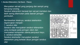 Merupakan sel-sel yang panjang dan sempit yang
berujung runcing.
Serabut sklerenkim berasal dari sel-sel meristem dan
lebih sering ditemukan pada daerah jaringan
pembuluh.
1. Serabut Sklerenkim ( Sel Serat - Fibers)
Berdasarkan letaknya, serabut skelrenkim
digolongkan menjadi :
1. serabut xiler
Serabut xiler merupakan serabut sklerenkim
yang terdapat pada jaringan xilem dan
merupakan komponen utama penyusun kayu.
2. serabut extraxiler.
Serabut ekstraxiler merupakan serabut
sklerenkim yang terletak diluar jaringan serabut
xiler
 