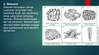 2. Sklereid
Sklereid merupakan sel-sel
tumbuhan yang telah mati,
berbentuk bulat, dan berdinding
keras yang tahan terhadap
tekanan. Sklereid berkembang
dari sel parenkim. Sklereid dapat
dijumpai dalam keadaan tunggal
atau berkelompok kecil diantara
sel-sel lain
 