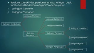  Berdasarkan aktivitas pembelahannya, jaringan pada
tumbuhan dibedakan menjadi 2 macam yaitu :
1. Jaringan Meristem
2. Jaringan Permanen
Jaringan Floem
Jaringan Xylem
Jaringan Sklerenkim
Jaringan Kolenkim
Jaringan Penguat
Jaringan Parenkim
Jaringan Epidermis
Jaringan
Permanen
Jaringan Meristem
Jaringan Tumbuhan
Jaringan Pengangkut
 
