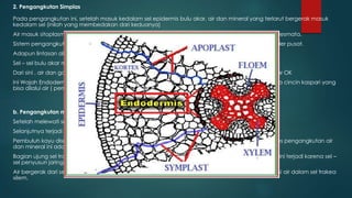 2. Pengangkutan Simplas
Pada pengangkutan ini, setelah masuk kedalam sel epidermis bulu akar, air dan mineral yang terlarut bergerak masuk
kedalam sel (inilah yang membedakan dari keduanya)
Air masuk sitoplasma dan vakuola, kemudian bergerak dari satu sel ke sel yang lain melalui plasmodesmata.
Sistem pengangkutan ini , menyebabkan air dapat mencapai bagian Xylem yang ada bagian silinder pusat.
Adapun lintasan aliran air pada pengangkutan simplas jika diurutkan dari luar kedalam
Sel – sel bulu akar menuju sel – sel korteks - endodermis - perisikel - xilem.
Dari sini , air dan garam mineral siap diangkut keatas menuju batang dan daun. secara intravasikular OK
Ini Wajah Endodermis yang sangat impermeable pada membranya kecuali pada bagian sel U pada cincin kaspari yang
bisa dilalui air ( permeabel)
b. Pengangkutan melalui berkas pengangkutan (pengangkutan intravaskuler)
Setelah melewati sel – sel akar, air dan mineral yang terlarut akan masuk ke pembuluh kayu (xilem)
Selanjutnya terjadi pengangkutan secara vertikal dari akar menuju batang sampai kedaun.
Pembuluh kayu disusun oleh beberapa jenis sel, namun bagian yang berperan penting dalam proses pengangkutan air
dan mineral ini adalah sel – sel trakea.
Bagian ujung sel trakea terbuka membentuk pipa kapiler. Struktur jaringan xilem seperti pipa kapiler ini terjadi karena sel –
sel penyusun jaringan tersebut tersebut mengalami fusi (penggabungan).
Air bergerak dari sel trakea satu ke sel trakea yang di atasnya mengikuti prinsip kapilaritas dan kohesi air dalam sel trakea
xilem.
 
