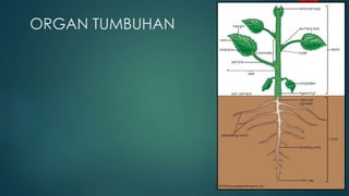ORGAN TUMBUHAN
 