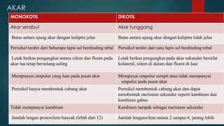 AKAR
MONOKOTIL DIKOTIL
Akar serabut Akar tunggang
Batas antara ujung akar dengan kaliptra jelas Batas antara ujung akar dengan kaliptra tidak jelas
Perisikel terdiri dari beberapa lapis sel berdinding tebal Perisikel terdiri dari satu lapis sel berdinding tebal
Letak berkas pengangkut antara xilem dan floem pada
akar tua tetap berselang-seling
Letak berkas pengangkut pada akar sekunder bersifat
kolateral, xilem di dalam dan floem di luar
Mempunyai empulur yang luas pada pusat akar Mempuyai empulur sempit atau tidak mempunyai
empulur pada pusat akar
Perisikel hanya membentuk cabang akar Perisikel membentuk cabang akar dan dapat
membentuk meristem sekunder seperti kambium dan
kambium gabus
Tidak mempunyai kambium Kambium tampak sebagai meristem sekunder
Jumlah lengan protoxilem banyak (lebih dari 12) Jumlah lenganxilem antara 2 sampai 6, jarang lebih
 