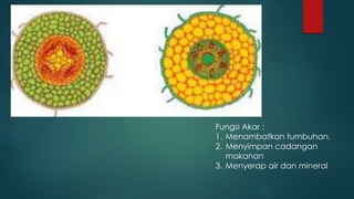 Fungsi Akar :
1. Menambatkan tumbuhan.
2. Menyimpan cadangan
makanan
3. Menyerap air dan mineral
 
