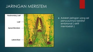 JARINGAN MERISTEM
 Adalah jaringan yang sel
penyusunnya bersifat
embrional ( aktif
membelah )
 