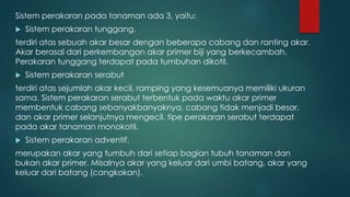 Sistem perakaran pada tanaman ada 3, yaitu:
 Sistem perakaran tunggang.
terdiri atas sebuah akar besar dengan beberapa cabang dan ranting akar.
Akar berasal dari perkembangan akar primer biji yang berkecambah.
Perakaran tunggang terdapat pada tumbuhan dikotil.
 Sistem perakaran serabut
terdiri atas sejumlah akar kecil, ramping yang kesemuanya memiliki ukuran
sama. Sistem perakaran serabut terbentuk pada waktu akar primer
membentuk cabang sebanyakbanyaknya, cabang tidak menjadi besar,
dan akar primer selanjutnya mengecil, tipe perakaran serabut terdapat
pada akar tanaman monokotil.
 Sistem perakaran adventif.
merupakan akar yang tumbuh dari setiap bagian tubuh tanaman dan
bukan akar primer. Misalnya akar yang keluar dari umbi batang, akar yang
keluar dari batang (cangkokan).
 