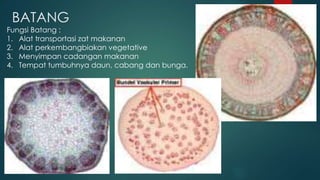 BATANG
Fungsi Batang :
1. Alat transportasi zat makanan
2. Alat perkembangbiakan vegetative
3. Menyimpan cadangan makanan
4. Tempat tumbuhnya daun, cabang dan bunga.
 