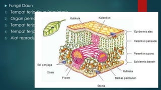  Fungsi Daun
1) Tempat terjadinya fotosintesis.
2) Organ pernafasan
3) Tempat terjadinya transpirasi
4) Tempat terjadinya gutasi
5) Alat reproduksi vegetatif
 