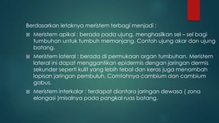 Berdasarkan letaknya meristem terbagi menjadi :
 Meristem apikal : berada pada ujung, menghasilkan sel – sel bagi
tumbuhan untuk tumbuh memanjang. Contoh ujung akar dan ujung
batang.
 Meristem lateral : berada di permukaan organ tumbuhan. Meristem
lateral ini dapat menggantikan epidermis dengan jaringan dermis
sekunder seperti kulit yang lebih tebal dan keras juga menambah
lapisan jaringan pembuluh. Comtohnya cambium dan cambium
gabus.
 Meristem interkalar : terdapat diantara jaringan dewasa ( zona
elongasi )misalnya pada pangkal ruas batang.
 