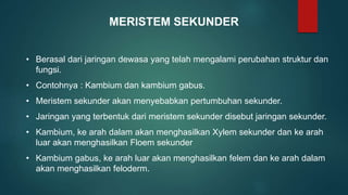 MERISTEM SEKUNDER
• Berasal dari jaringan dewasa yang telah mengalami perubahan struktur dan
fungsi.
• Contohnya : Kambium dan kambium gabus.
• Meristem sekunder akan menyebabkan pertumbuhan sekunder.
• Jaringan yang terbentuk dari meristem sekunder disebut jaringan sekunder.
• Kambium, ke arah dalam akan menghasilkan Xylem sekunder dan ke arah
luar akan menghasilkan Floem sekunder
• Kambium gabus, ke arah luar akan menghasilkan felem dan ke arah dalam
akan menghasilkan feloderm.
 